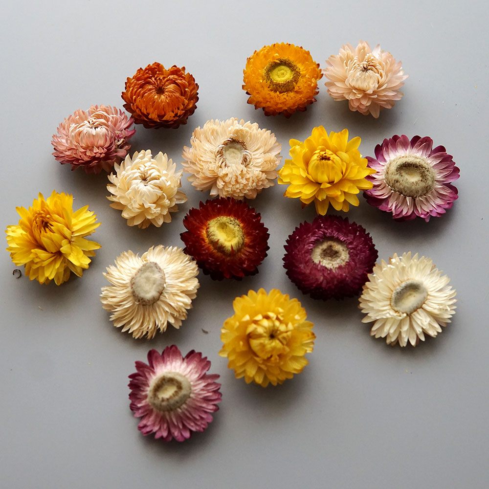 Couronne de chrysanthème color - Baby Products List avis et prix