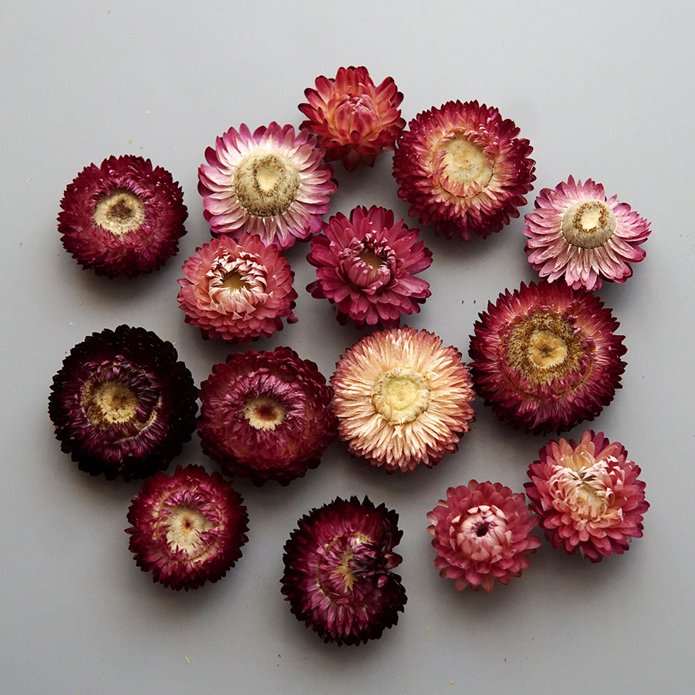 Couronne de chrysanthème color - Baby Products List avis et prix