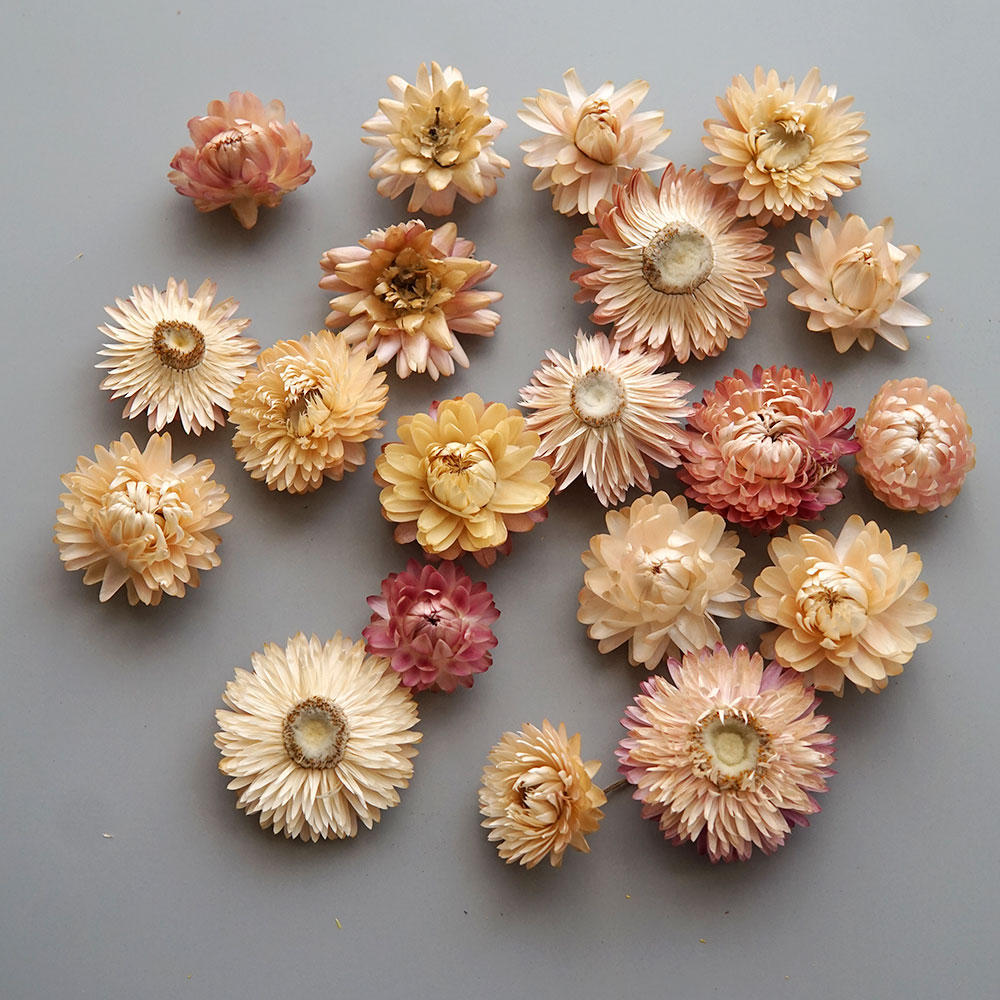 Couronne de chrysanthème color - Baby Products List avis et prix